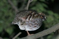 Sichuan Partridge - Arborophila rufipectus