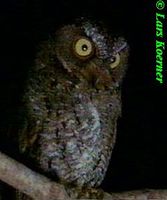 Sulawesi Scops Owl - Otus manadensis