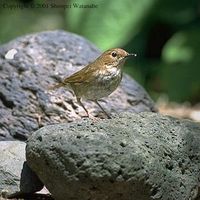 Rufous-tailed Robin - Luscinia sibilans