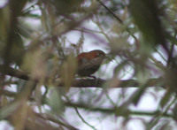 Grey-sided Scimitar Babbler - Pomatorhinus swinhoei