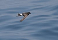 Wilson's Storm-Petrel - Oceanites oceanicus