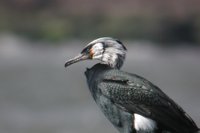 Japanese Cormorant - Phalacrocorax capillatus