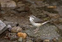 Louisiana Waterthrush (Seiurus motacilla) photo