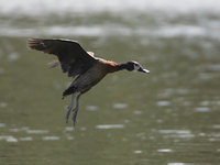 White-faced Whistling-Duck (Dendrocygna viduata) photo