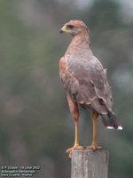 Savanna Hawk - Buteogallus meridionalis