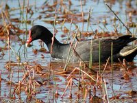 Dusky Moorhen - Gallinula tenebrosa