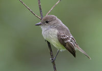 Galapagos Flycatcher (Myiarchus magnirostris) photo