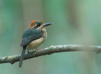 Tody Motmot (Hylomanes momotula) photo