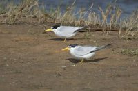 Yellow-billed Tern - Sterna superciliaris