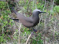 Brown Noddy - Anous stolidus