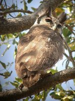 Verreaux's Eagle-Owl - Bubo lacteus