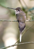 Straight-billed Hermit - Phaethornis bourcieri