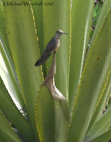 Giant Hummingbird - Patagona gigas