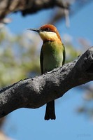 Chestnut-headed Bee-eater - Merops leschenaulti