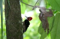 Pale-billed Woodpecker - Campephilus guatemalensis