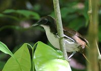 Bicolored Antbird - Gymnopithys leucaspis