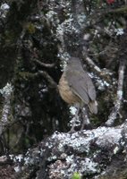 Tawny Antpitta - Grallaria quitensis