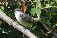 Chapada Flycatcher - Suiriri islerorum