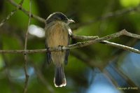 Lesser Antillean Pewee - Contopus latirostris