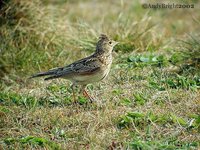 Eurasian Skylark - Alauda arvensis