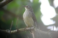 Cream-vented Bulbul - Pycnonotus simplex