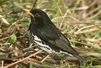 Japanese Thrush - Turdus cardis