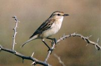 White-browed Bushchat - Saxicola macrorhyncha