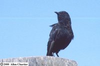 Northern Anteater-Chat - Myrmecocichla aethiops