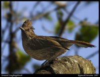 Striated Laughingthrush - Garrulax striatus