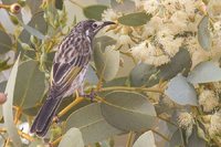 White-fronted Honeyeater - Phylidonyris albifrons