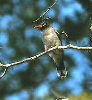 Chestnut-fronted Helmetshrike - Prionops scopifrons