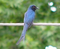 Ashy Drongo - Dicrurus leucophaeus