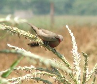 Common Waxbill - Estrilda astrild