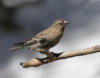 Brown-capped Rosy-Finch - Leucosticte australis