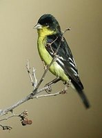 Lesser Goldfinch - Carduelis psaltria