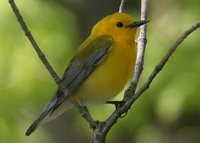 Prothonotary Warbler - Protonotaria citrea