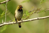 Yellow-faced Grassquit - Tiaris olivacea