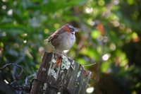 Rufous-collared Sparrow - Zonotrichia capensis