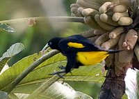 Yellow-rumped Cacique - Cacicus cela