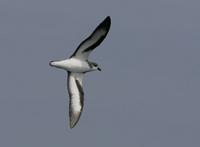 Black-winged Petrel, Pterodroma nigripennis