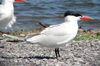 Caspian Tern adult at Old Hickory Lake (4-9-06).jpg