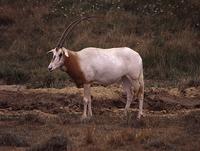 Scimitar-horned Oryx