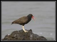 Blackish Oystercatcher  1