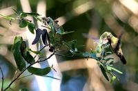 Glittering-bellied  emerald   -   Chlorostilbon  aureoventris   -   Smeraldo  pancialustrini