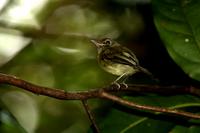 Eye-ringed  tody-tyrant   -   Hemitriccus  orbitatus   -