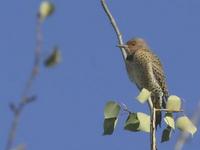 Northern Flicker