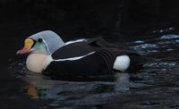 King Eider Male