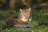 European lynx stock photo