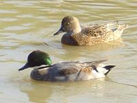 FALCATED TEAL