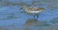 Long-toed Stint